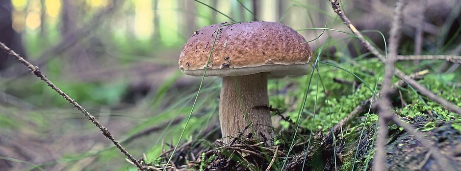 Exkursion: „Pilze im Spätherbst“
