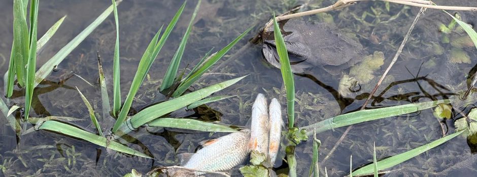Tote Fische im Graben – Zulauf zum Axtbach in Herzebrock: Behörden untersuchen Vorfall