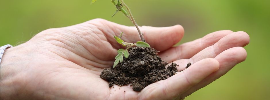 4. Pflanzenbörse in Hahnheim am 25. April