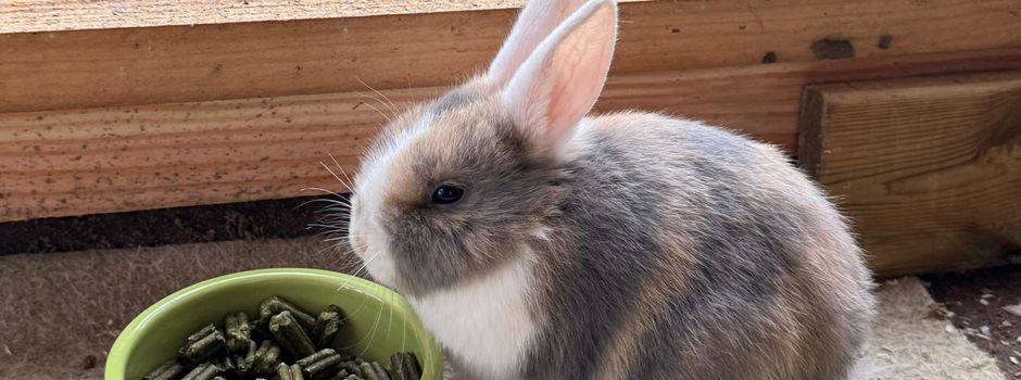 Flauschiger Zuwachs sorgt für strahlende Augen