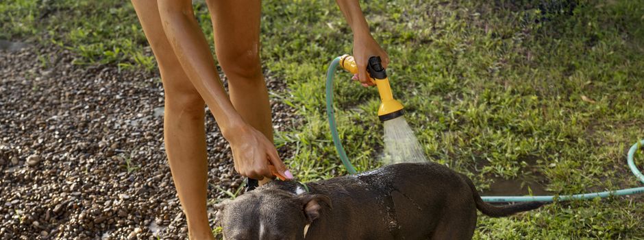 Sauberkeit: Hundekot richtig entsorgen