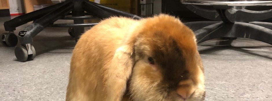 Witzige Polizeimeldung: Beamte erwischen Osterhasen trotz Ausgangssperre