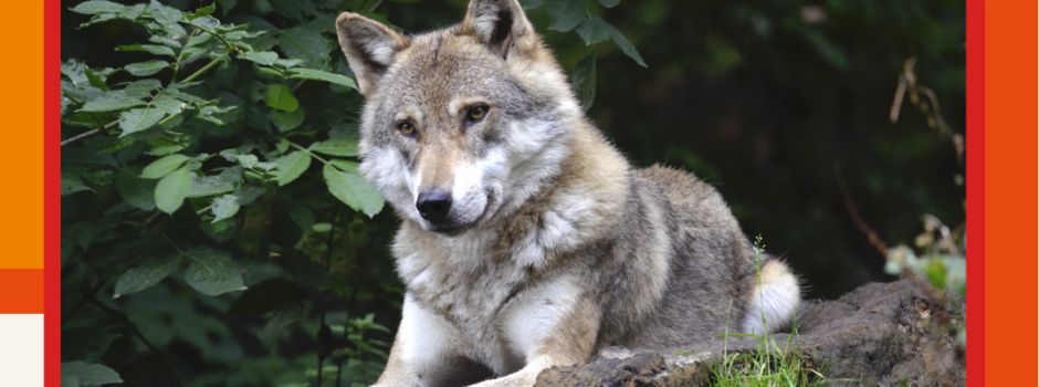🐺Der Wolf im Westerwald🌲 – Infos, Mythen und was bei einer Begegnung zu tun ist!