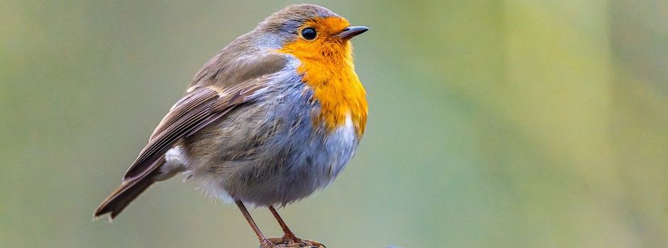 Einladung zur Nistkastenpflege im Gemeindewald