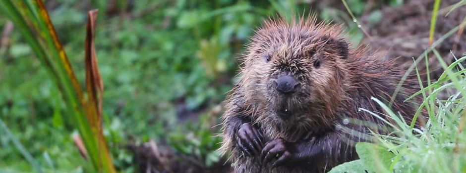 Biber breiten sich in Rheinhessen aus
