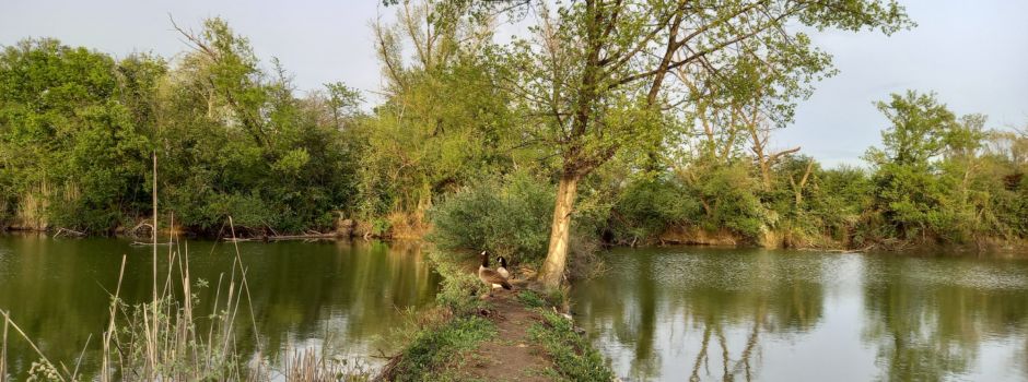 Hier gibt es in Mainz noch Natur
