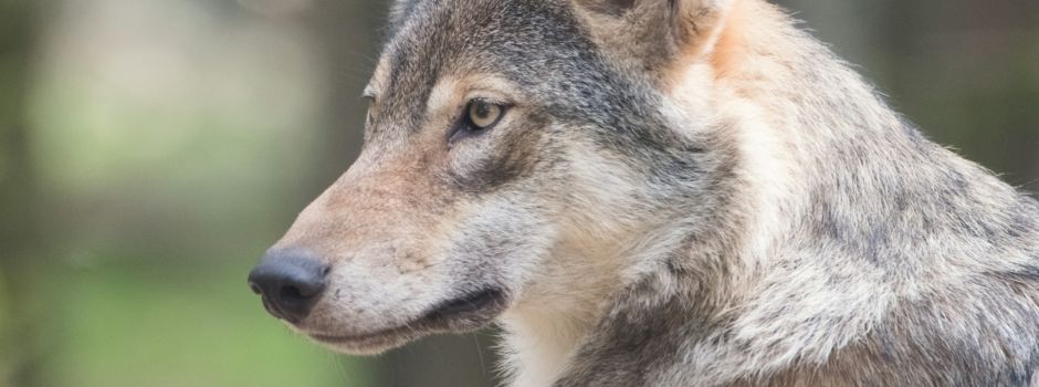 Wolf im Westerwald illegal erschossen – Polizei sucht Hinweise