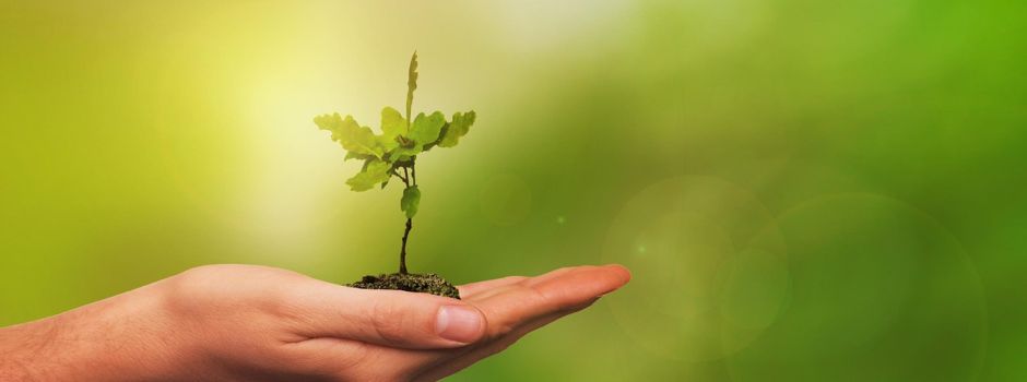 Neue Eiche gepflanzt