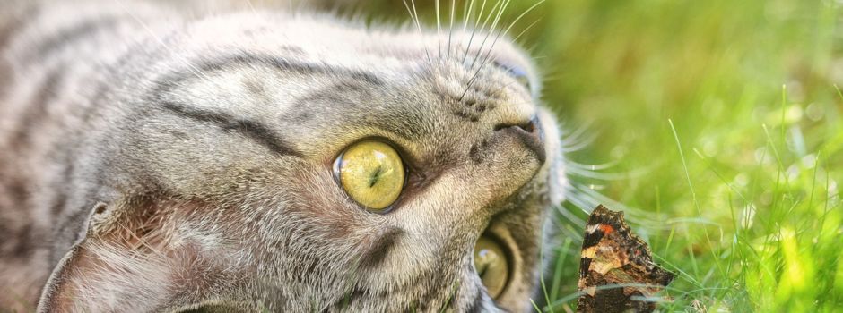 Tierschutzvereine aus Koblenz und der Region bezuschussen Katzen-Kastrationen