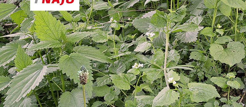 Die Superkräfte der Wildkräuter