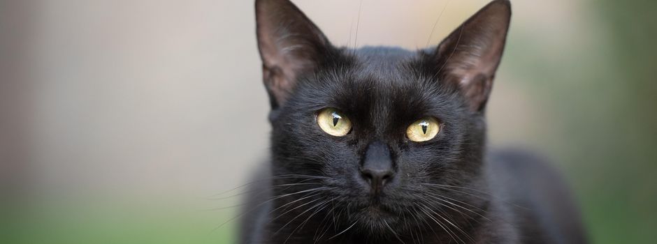 Schwarze Katze und Männer mit Babys in Wiesbaden gesucht