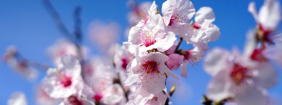 Einladung zur Plantagenführung 