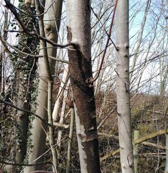 Rußrindenkrankheit in Niederkassel entdeckt