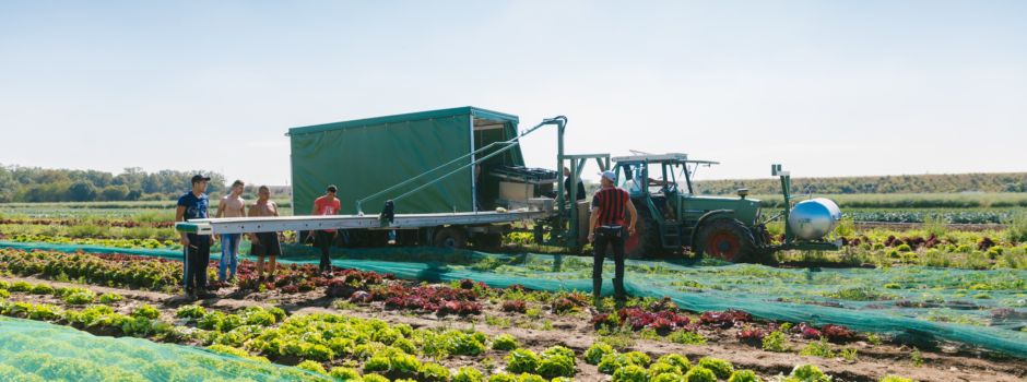 Regionale Produkte immer beliebter – warum sie dennoch kaum gekauft werden