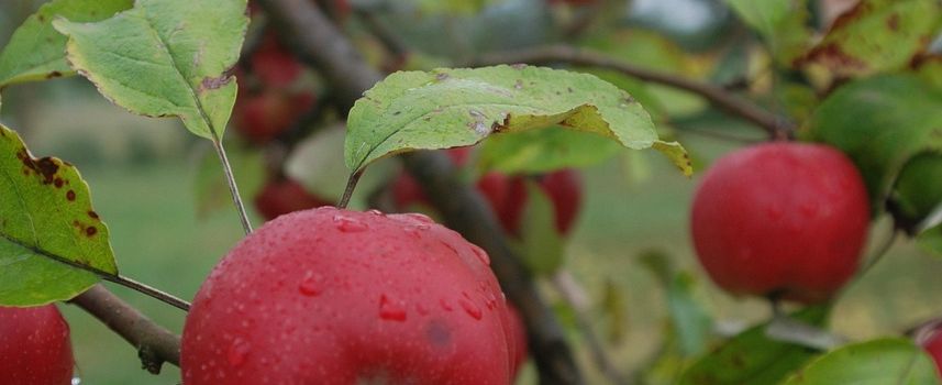 Ernteprojekt Streuobstwiesen „Gelbes Band“
