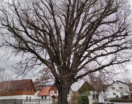 Traurige Nachricht aus Ober-Ohmen