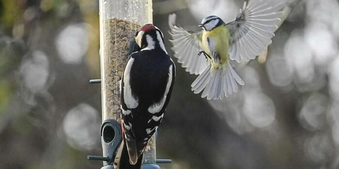 Ein toter Vogel im Garten – was tun?
