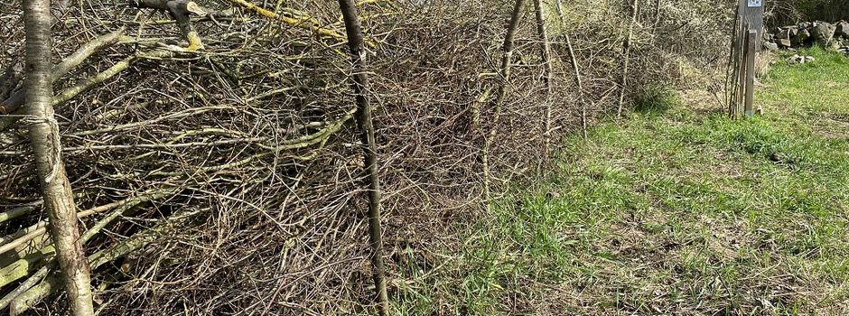 Lebensräume aus Totholz schaffen