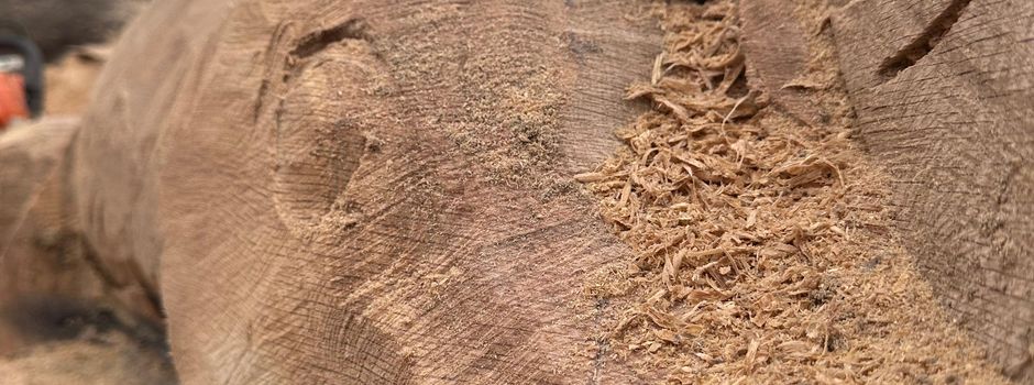 🦭Kunstvolle Eiche am Eggerstorfer Strand 