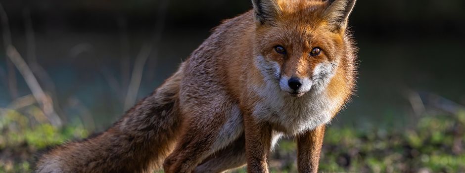 Hinweis für die Bevölkerung - Fuchs mit Räude