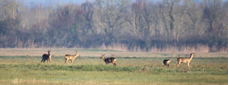 Jäger dürfen Hunde schießen!