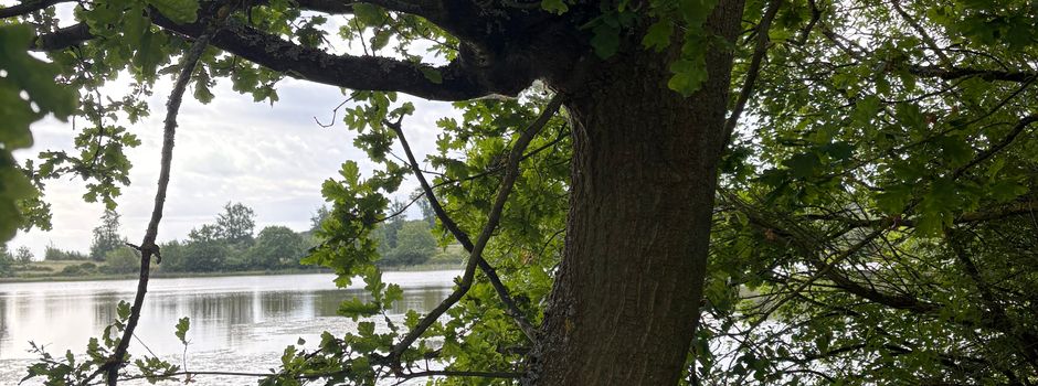 Eichen-Prozessionsspinner am Rundweg Rodder Maar entdeckt