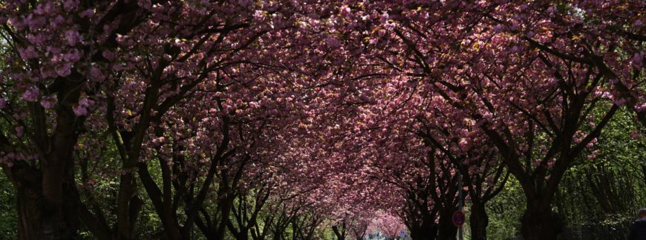 Lülsdorf: Kirschblütenallee in voller Blüte (mit Fotogalerie und Video)