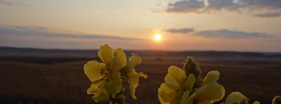 Neuer „Ackerwildkrautpfad“: Etliche „Raritäten“ im Vorbeigehen entdecken