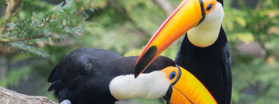 Seniorenausflug am 28.09.2026 in den Vogelpark Walsrode
