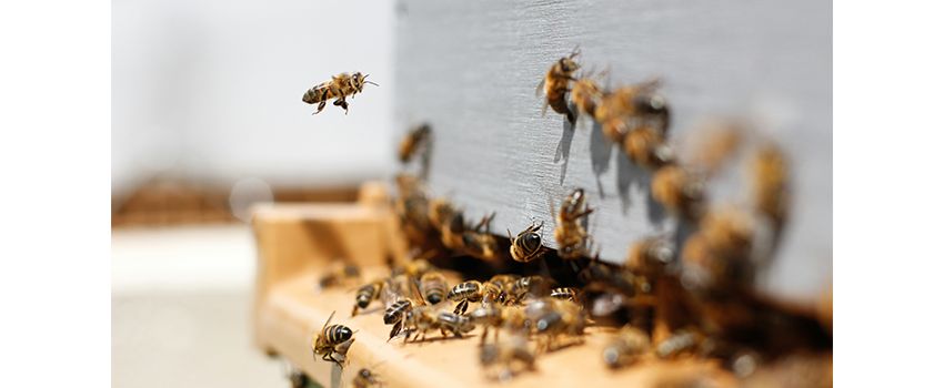 Summende Gemeinschaft am Bienenstock