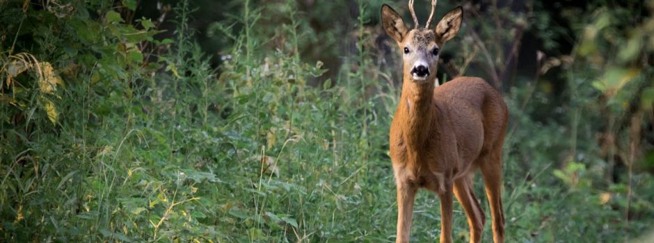 Kreuzendes Reh verursacht schweren Unfall bei Alzey