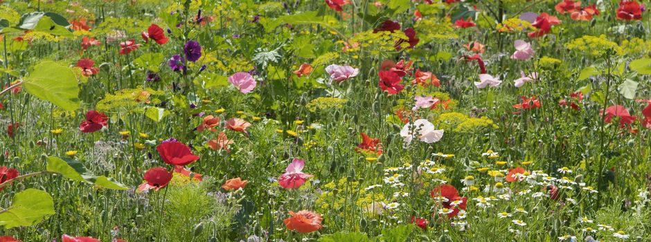 Holen Sie sich den Cosmos in Ihren Garten