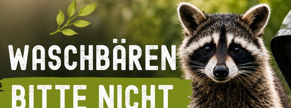 Bitte keine Waschbären füttern!