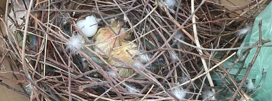 Taubenküken samt Nest in Oranienstraße ausgesetzt