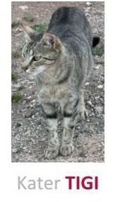 Kater Tigi verschwunden