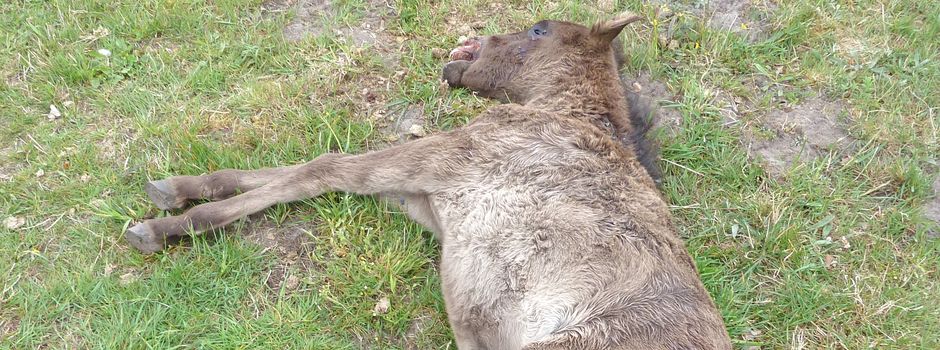 „Fidibus“ tot auf der Koppel gefunden: VNP-Stiftung vermutet Wolfsriss