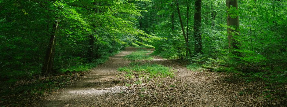 Hunde beim Waldspaziergang anleinen