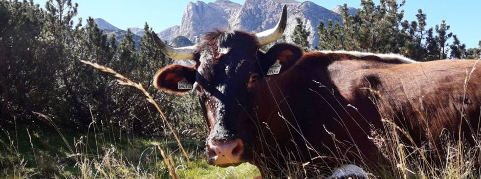Hochgebirgsübungsplatz und Erprobungsgelände Reiteralpe