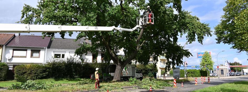 Koblenz: Große Eiche droht zu brechen – Stadt ergreift Sofortmaßnahmen