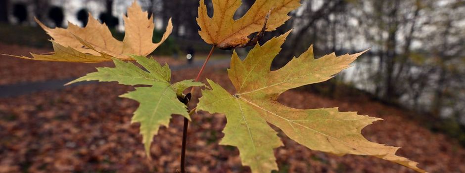 Wetterdienst: Milder Herbst trotz Schnee und Eis im November