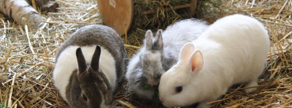 Gerettete Tiere kommen hier unter