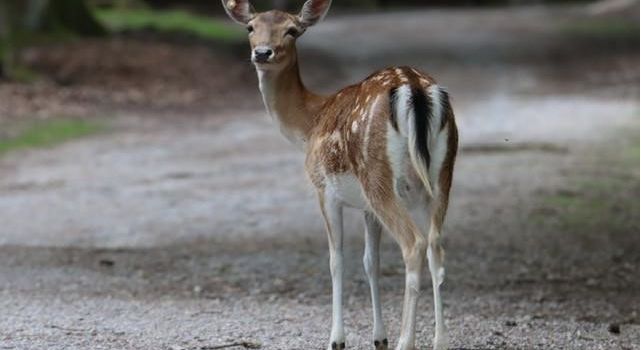 Wildschaf- und Damwildfleisch aus dem Bergwildpark Meißner abzugeben
