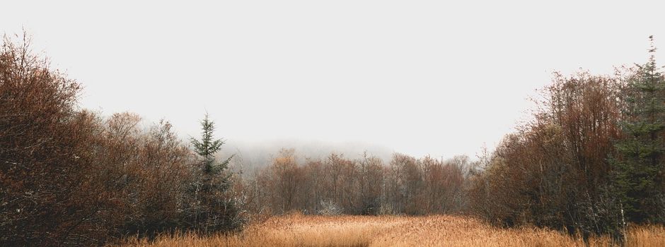 Renaturierung des Quellgebiets Rothbach