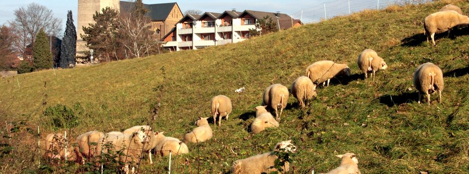 Keine Beweidung der Deichanlagen in Niederkassel