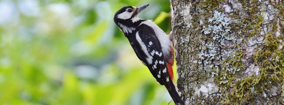 Auf den Spuren der heimischen Vogelwelt