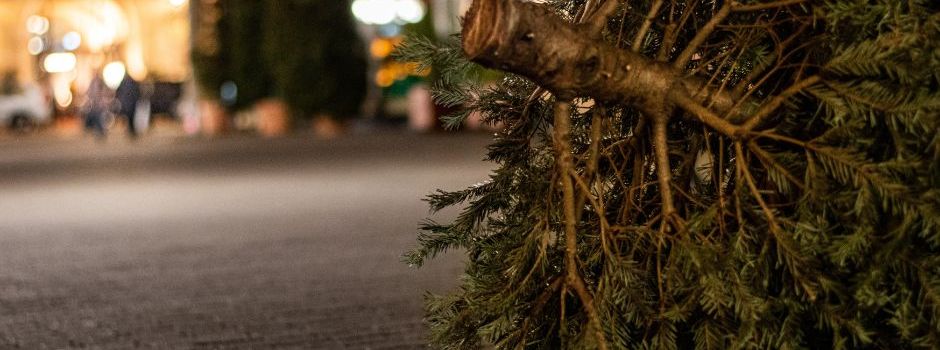 Tannenbaumentsorgung 2025