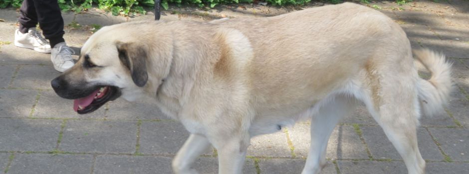 Listenhund beißt Seniorin (83) in Wiesbaden