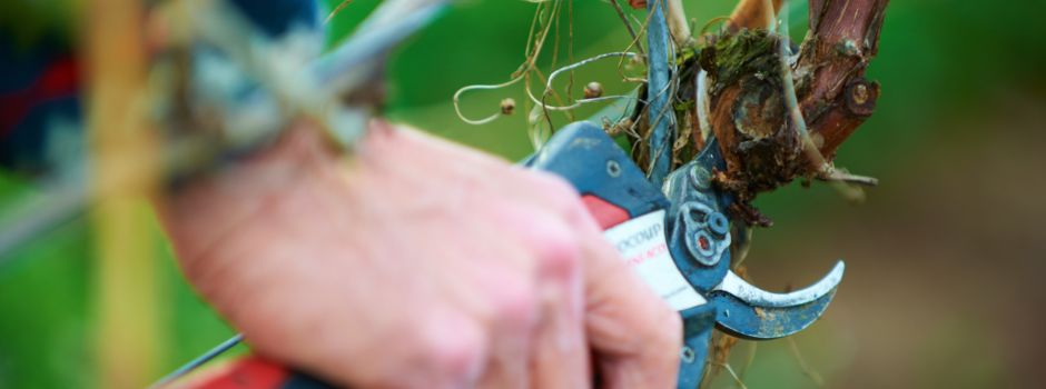 Mutwillige Zerstörung: Rebenwachstum in Alzeyer Weinberg sabotiert