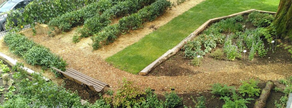 Bonner Botanische Gärten: Erster Tee aus eigener Produktion