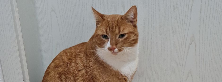 Vermisste Katze